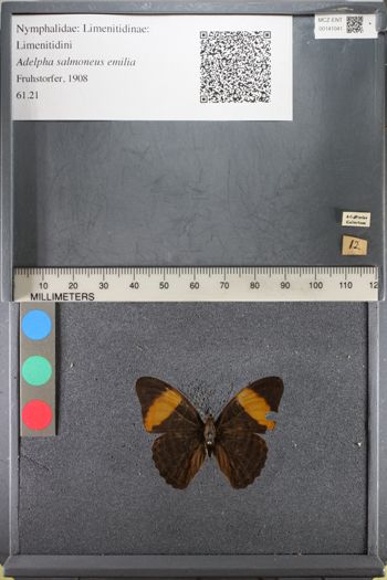 Media type: image;   Entomology 141041